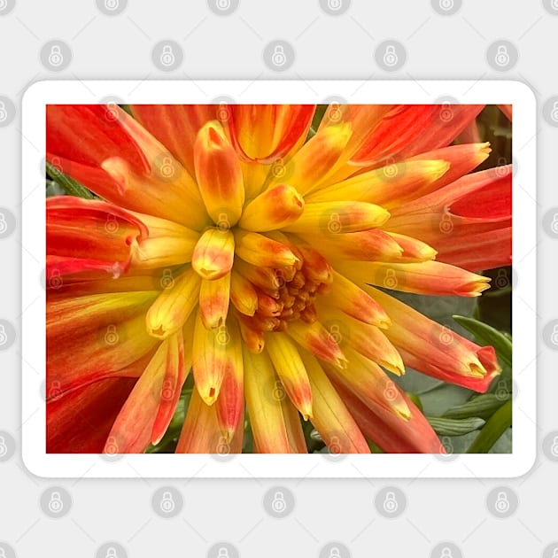 Bursting Yellow and Orange Dahlia of Joy and Happiness Sticker by Photomersion